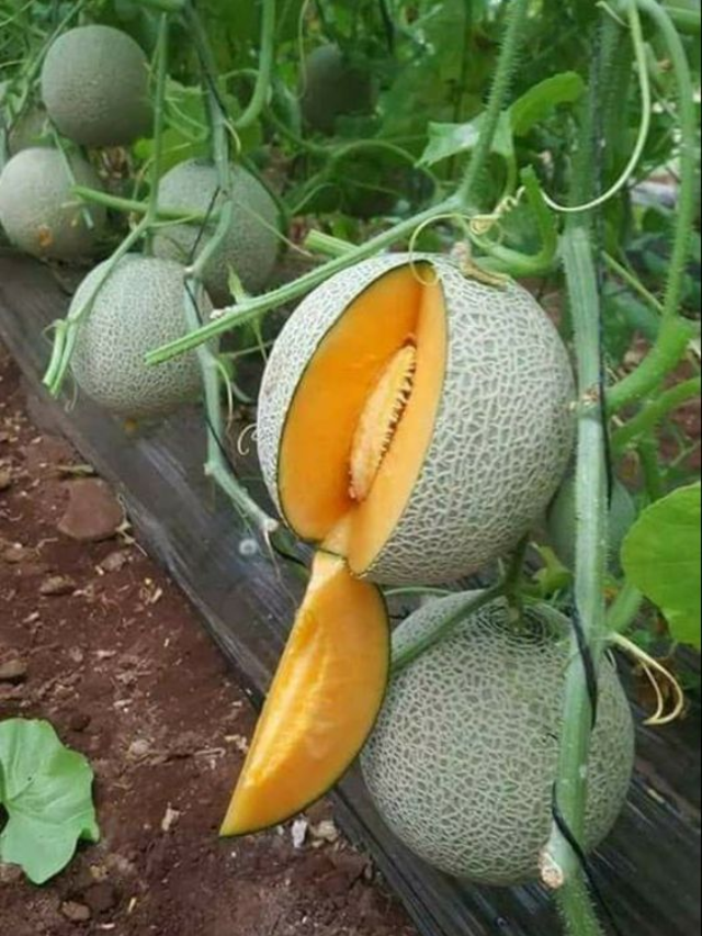 musk melon farming
