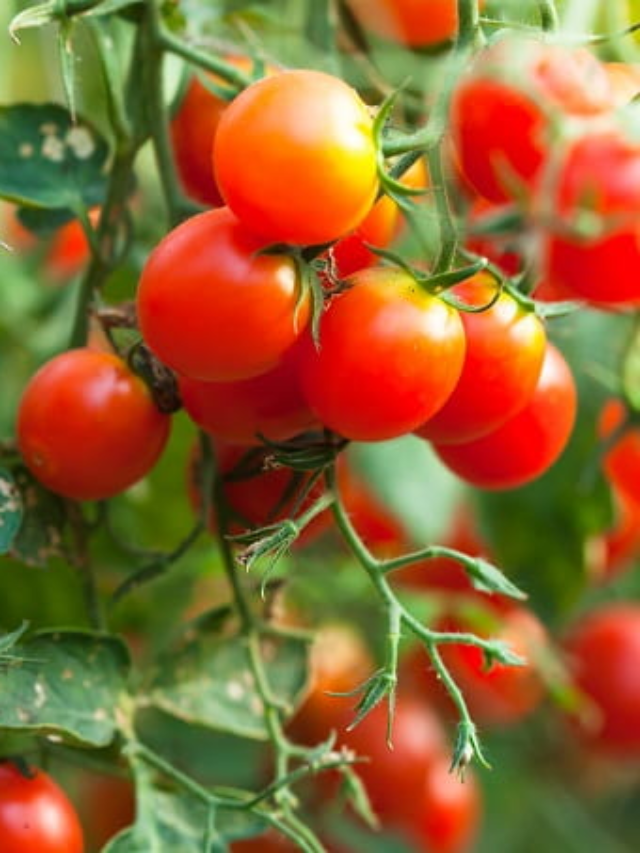 How to grow cherry tomato at home